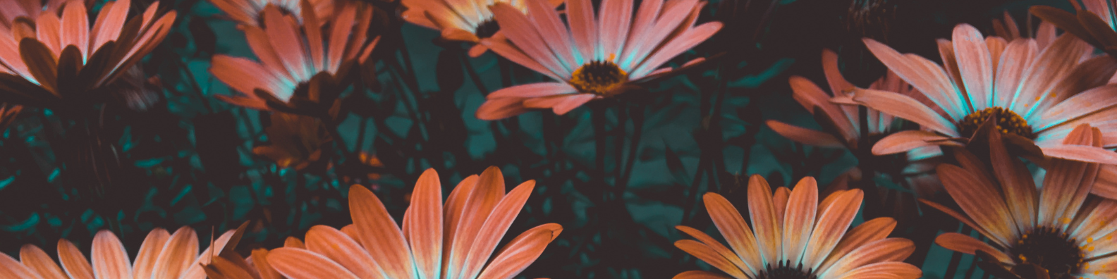 Row of bright red flowers.